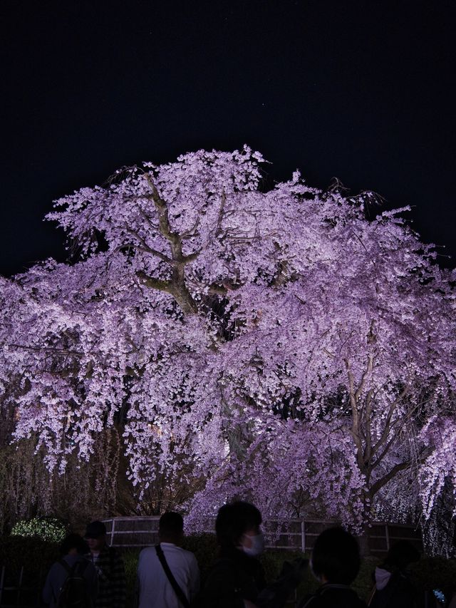 京都×夜桜 7選✨※一夜で回るルートプラン情報付 