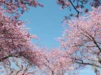 松田山ハーブガーデンで富士山と桜を🌸