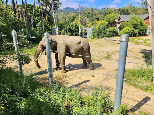 Los Angeles Zoo