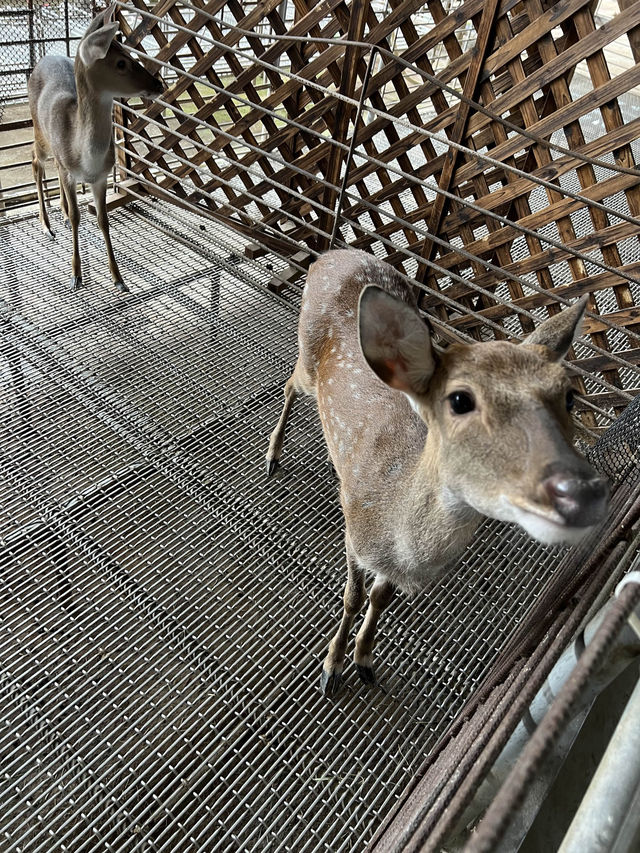 屏東萬丹 超chill野餐式萬大哺乳室🐮