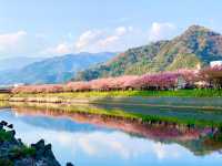 🇯🇵靜岡｜伊豆河津櫻🌸2月關東賞櫻首選