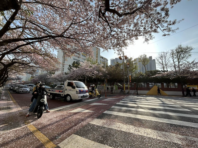 🇰🇷釜山｜高CP值賞櫻首選釜山🌸