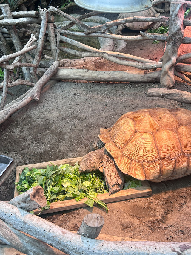 ［新竹/北埔］綠世界生態農場🦩｜超多動物可以近距離觀察 連植物都很多樣