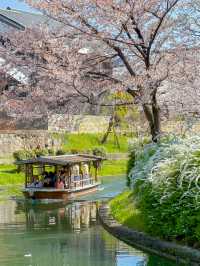 江戸時代の春の京都へタイムスリップ、伏見十石舟の桜