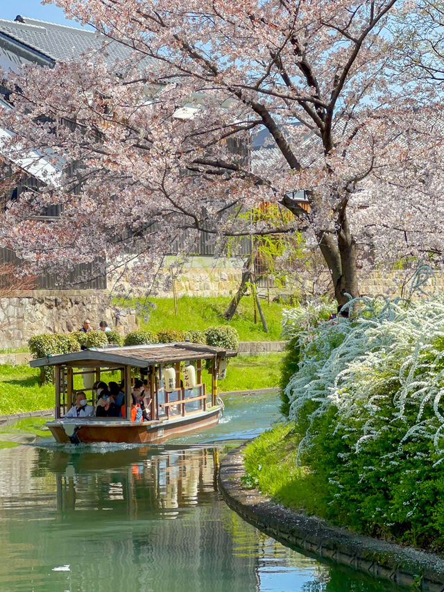 江戸時代の春の京都へタイムスリップ、伏見十石舟の桜