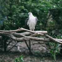 【倫敦動物園】值回票價的絕佳動物園