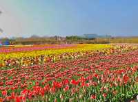 Sinan Tulip Festival 