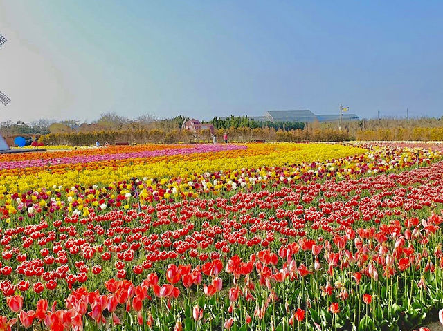 Sinan Tulip Festival 