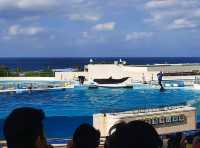 Okinawa's BEST Aquarium