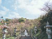 日本でも早く桜の見頃を迎える寒緋桜