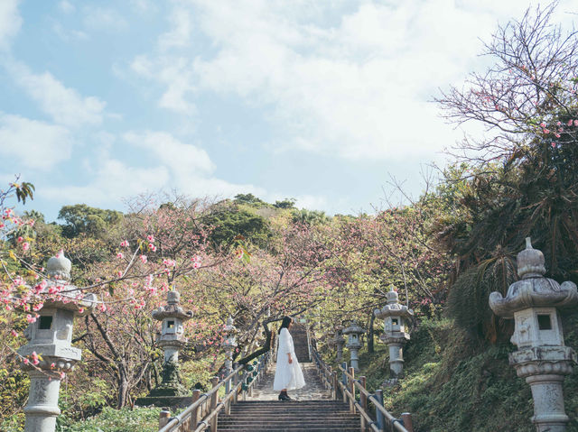 日本でも早く桜の見頃を迎える寒緋桜