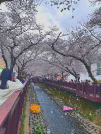 🌸The fastest festival Jinhae Gunhangje Festival regular sit