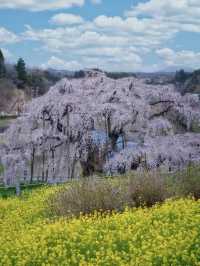 【福島・桜】薄紅色の小さな桜が無数に咲く天然記念物🌸※アクセス攻略付き