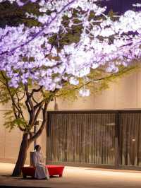 【桜が満開の今オススメ！🌸】八芳園の桜ライトアップがとても綺麗！✨