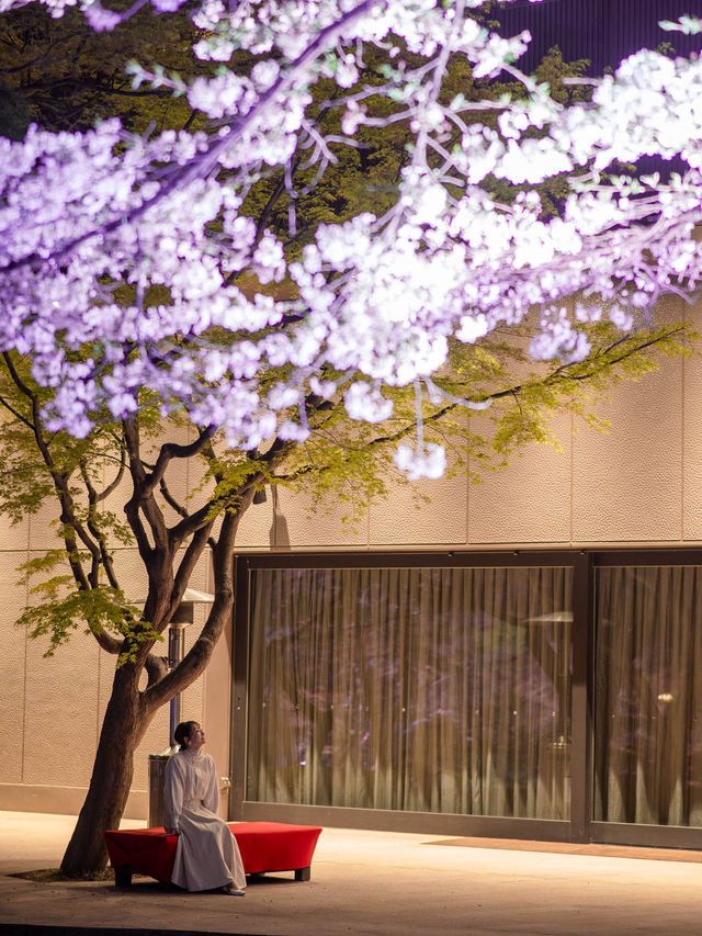 【桜が満開の今オススメ！🌸】八芳園の桜ライトアップがとても綺麗！✨