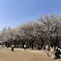 Picnic at Seoul Forest 🌸
