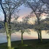 경주 여행은 벚꽃이 만개하는 봄에 가보자구요🌸