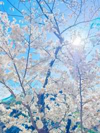 【東京・千鳥ヶ淵】王道!!大人気桜スポット