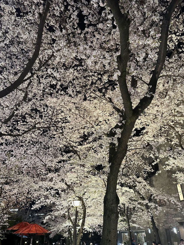 【京都お花見スポット】祇園白川