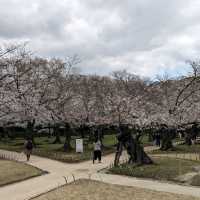 桜の季節の後楽園