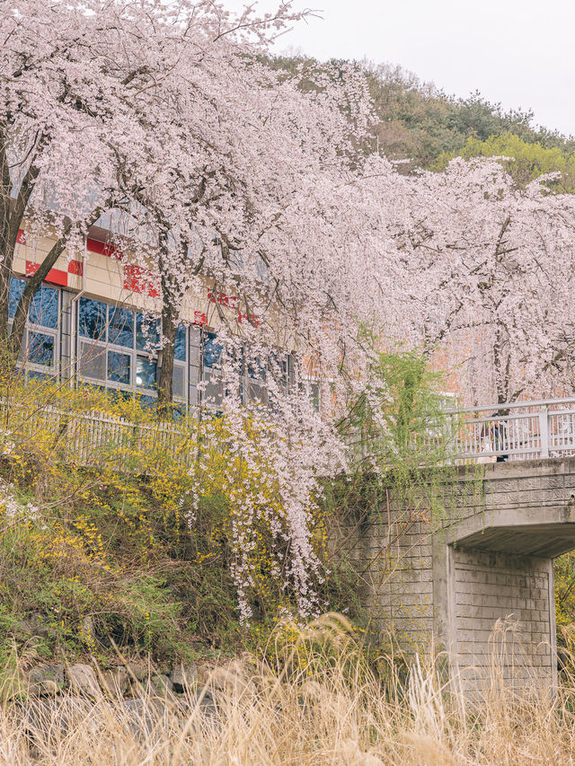 대구 수양벚꽃과 개나리 명소, 욱수골🌸