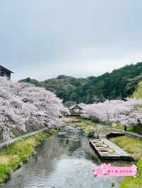 【山口県】音信川から桜を楽しむ
