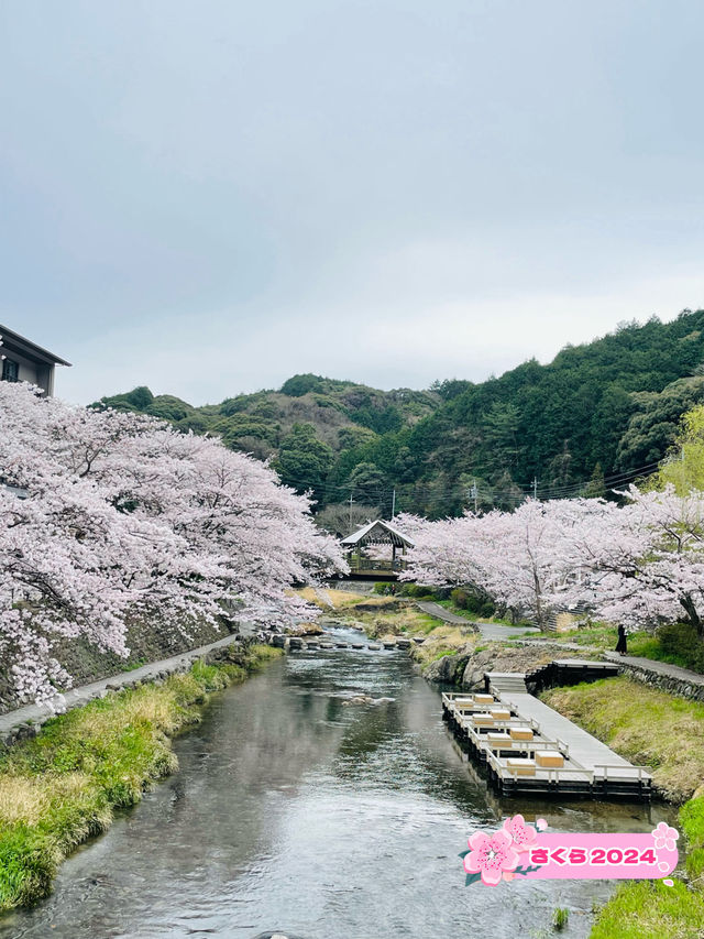 【山口県】音信川から桜を楽しむ