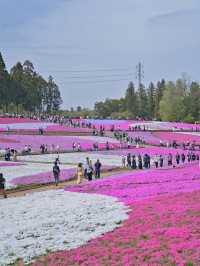 【埼玉】GWのスタートを特急列車に乗って行こう‼️秩父にあるピンクの絶景✨※ほか観光情報付き