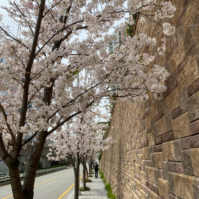 Oncheoncheon Citizens Park จุดชมซากุระสวยในปูซาน