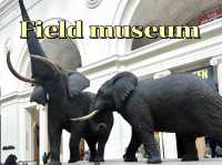 Field museum | Chicago 🏡