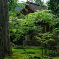 深田氏庭園：江戶時代傳統園林，春天好去處