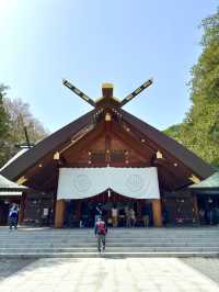 札幌　札幌観光　やっぱり外せない北海道神宮の桜！