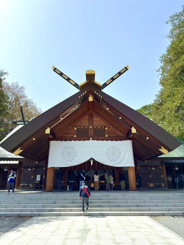 札幌　札幌観光　やっぱり外せない北海道神宮の桜！