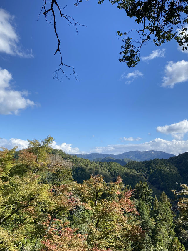 「貴船神社」、「鞍馬寺」：京都近郊小旅行，絕景雲珠櫻和滿山紅葉