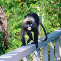 The Habitat Penang Hill