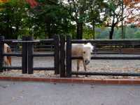 【福岡】🌴九州自然動物園：小動物摸摸樂，親子好去處！