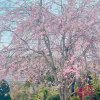 枝垂れ桜のお花見