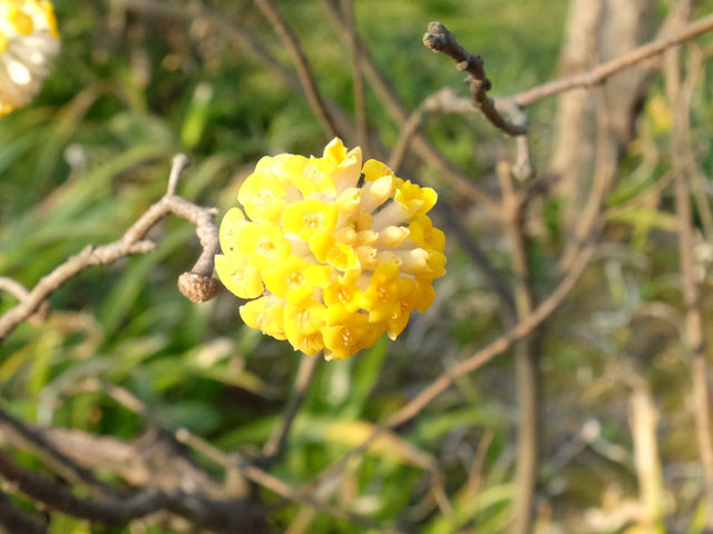 【日本🇯🇵廣島縮景園之二】：除了賞櫻🌸，還有很多其他花卉🌸🪻🌼🪷可欣賞啊‼️
