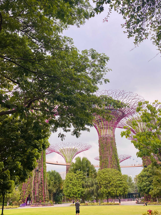 🇸🇬 Supertree Grove at Gardens by the Bay: A Futuristic Botanical Experience