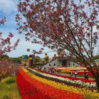 태안 세계튤립꽃박람회💐