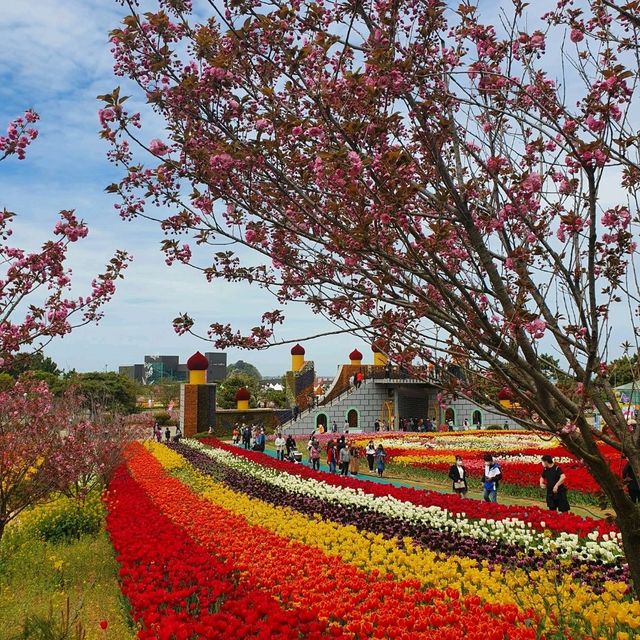 태안 세계튤립꽃박람회💐