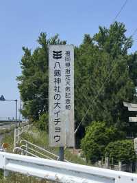【福岡神社】福岡県指定の天然記念物のイチョウの木がある