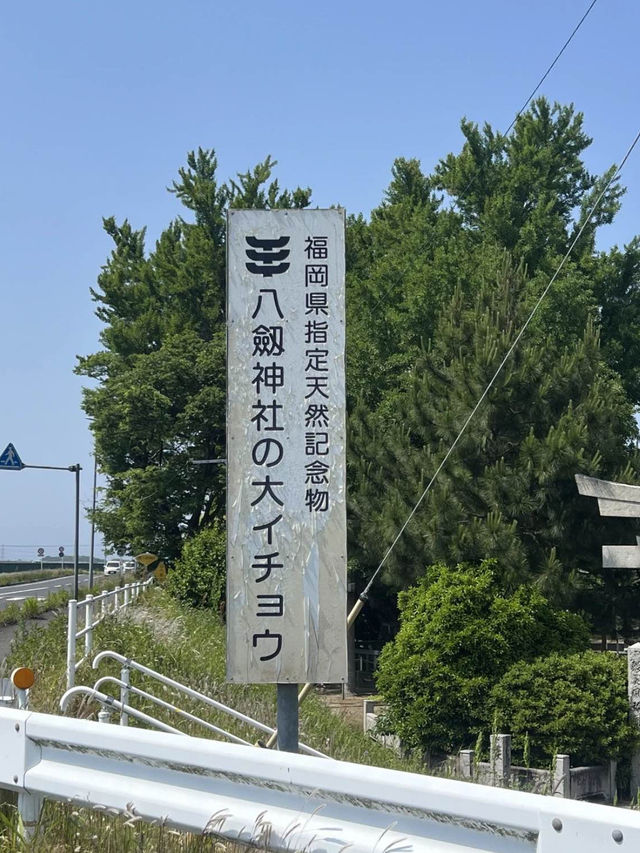 【福岡神社】福岡県指定の天然記念物のイチョウの木がある