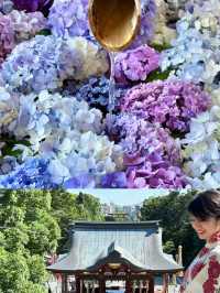 〜神奈川県〜穴場〜ライトアップまで！紫陽花スポット6選！