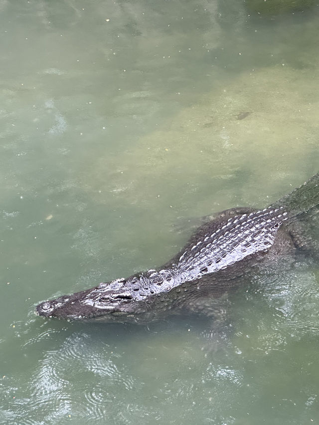 深圳野生動物園：保護與觀賞，充滿教育價值