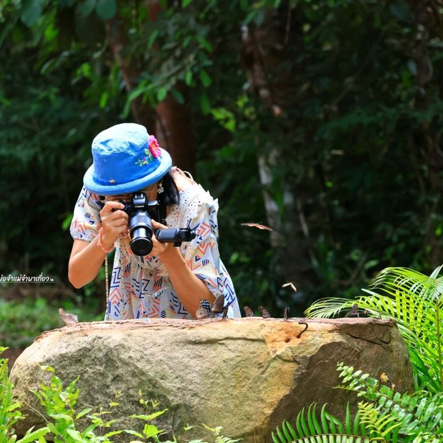 เทศกาลชมผีเสื้อ อุทยานแห่งชาติปางสีดา สระแก้ว