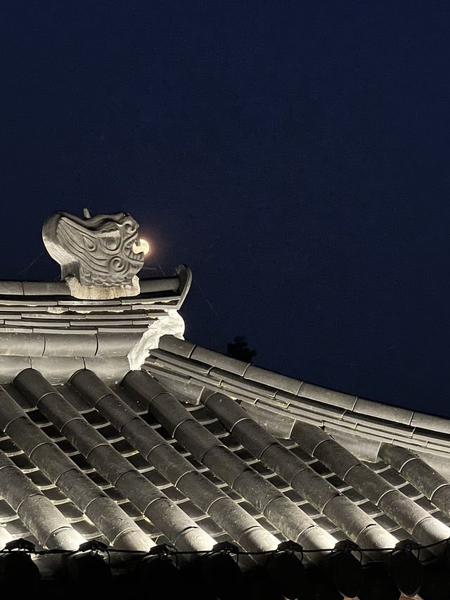 세종 주말 가볼만한 곳! 국립세종수목원 야간개장🌕