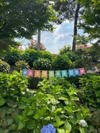 공주 6월 가볼만한 곳 추천! 형형빛깔 유구색동수국정원