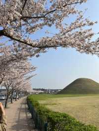 경주 3월 여행🌸 대릉원 벚꽃 돌담길