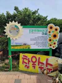 올여름 꼭 가야할 역대급 해바라기축제🌻
